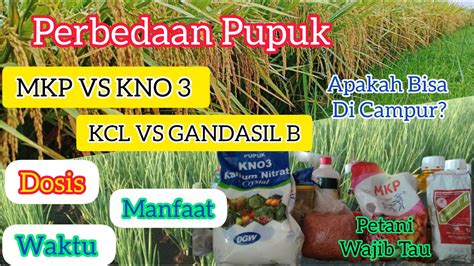 Perbedaan Dan Keunggulan Pupuk Mkp Kno Kcl Dan Gandasil Buah Dosis