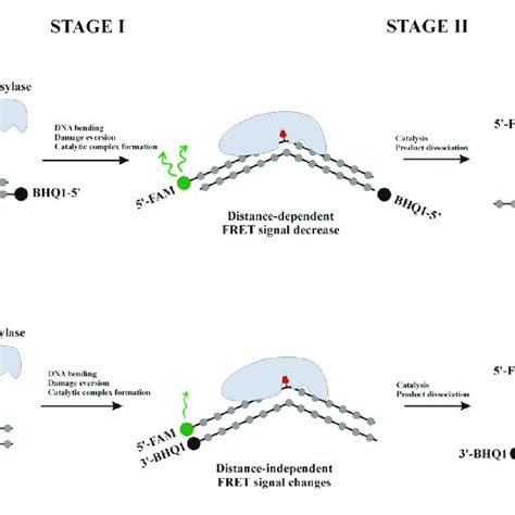 Interaction Of DNA Glycosylases With A Type I A Or Type II B