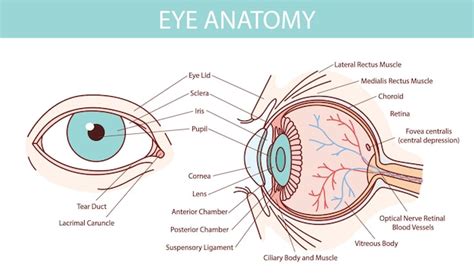 Illustratie Van De Anatomie Van Het Menselijk Oog Met Bloedvaten Op Een