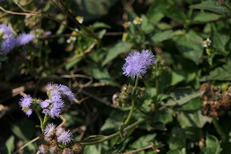 Ageratum Houstonianum Mill Dinesh Valke Flickr