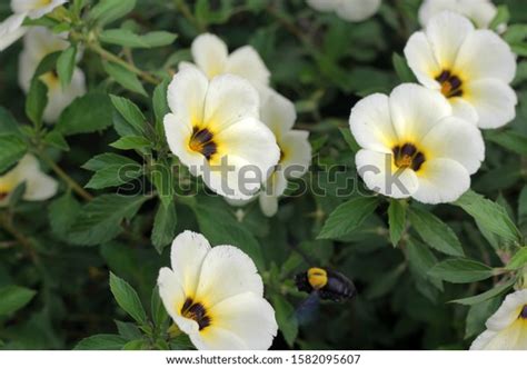 Turnera Ulmifolia Species Flowering Plant Eight Stock Photo 1582095607