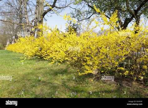 Forsythia hedge Stock Photo: 68216331 - Alamy