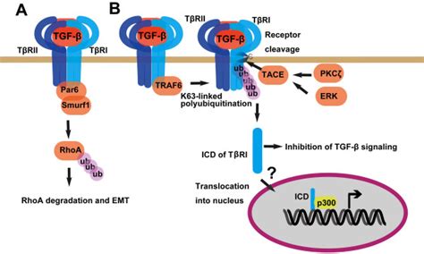 TGF-β receptors can function independent of downstream signaling ...