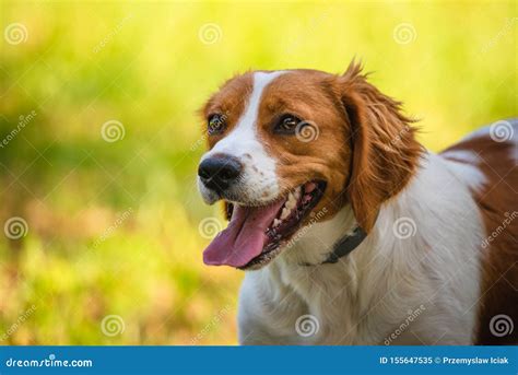 Breton Spaniel Female Puppy in Green Grass Stock Image - Image of ...