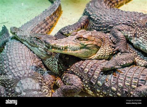 Carnivorous Reptiles Hi Res Stock Photography And Images Alamy