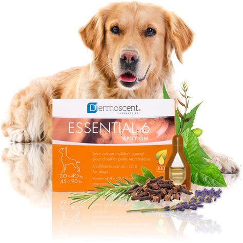 How To Treat Seborrhea In Dogs Naturally