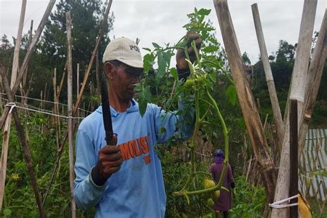 Diserang Hama Dan Cuaca Ekstrem Petani Tomat Di Lembang Rugi Puluhan Juta