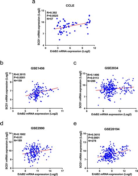 The Correlation Between ErbB2 And SCD1 In Breast Cancer Cells And