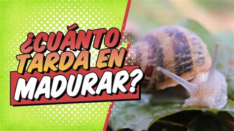 Cuánto TIEMPO TARDA en MADURAR el CARACOL YouTube