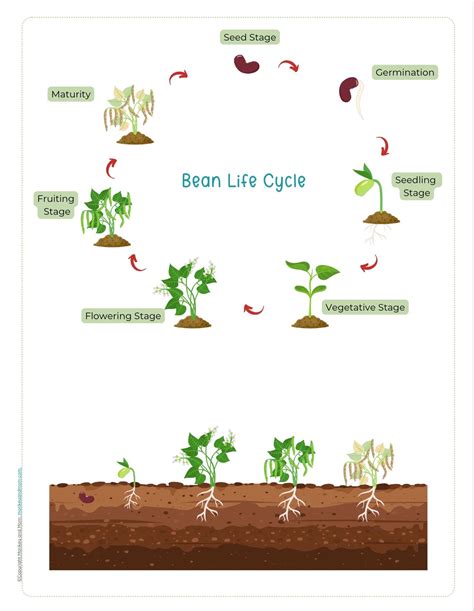 From Seed To Bloom Plant Life Cycle And Plant Sequencing