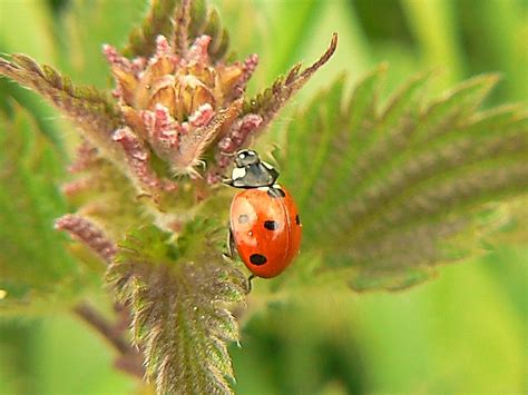 Seven Spot Lady Bird Roy Kostyszyn Flickr