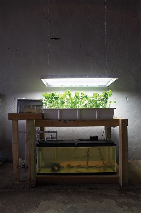 The Indoor Aquaponics Farm Backyard Aquaponics Indoor Aquaponics