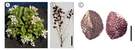 Lysimachia mauritiana Lam (A) gross picture, (B) dehiscent fruits (bar... | Download Scientific ...