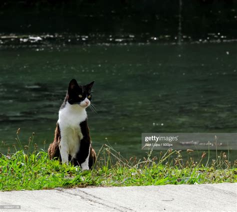 A White And Black Cat Sitting On The Ground By A River Puerto Varas Los