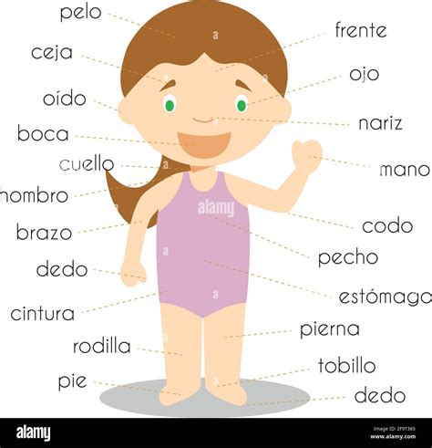 Partes Del Cuerpo En Espanol