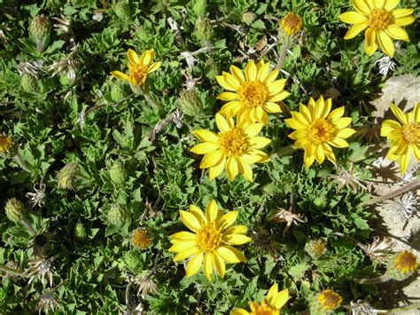 Turismo Científico Flora De Montaña En Mendoza