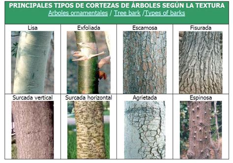 Details Tipos De Troncos De Rboles Abzlocal Mx