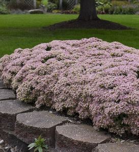 Rock N Round Pride And Joy Stonecrop Sedum Hybrid Proven Winners