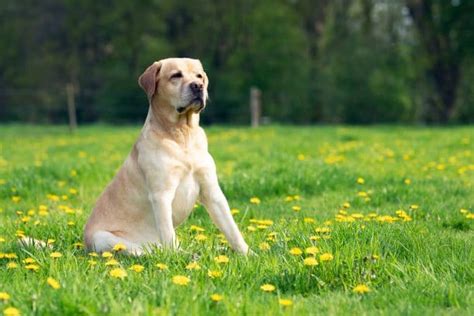 Razas De Perros Gu As Cu Les Son Las M S Usadas Canalhogar