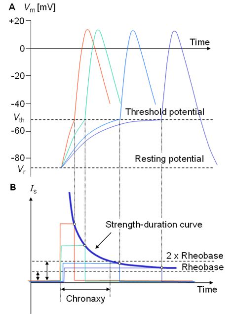 Action Potential