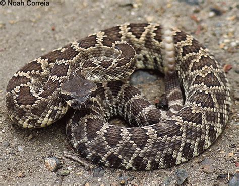 Southern Pacific Rattlesnake Crotalus Oreganus Helleri