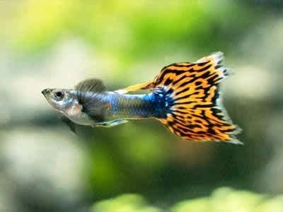 Top Best Freshwater Fish For Your Aquarium Petland Texas Off