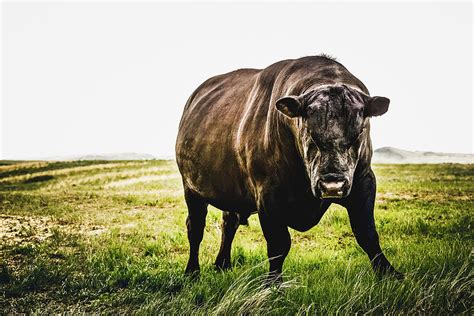 Black Angus Bull With Attitude Photograph by Debi Bishop | Pixels