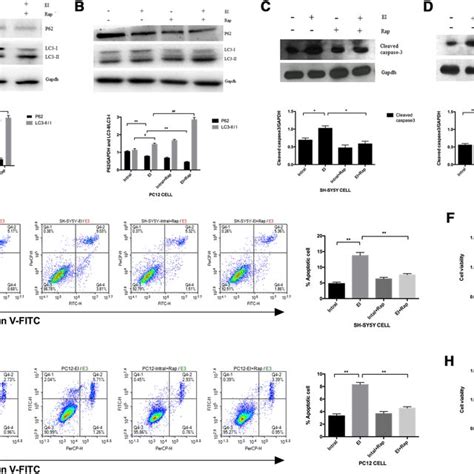 Activation Of Autophagy Prevents Ei Induced Apoptosis In Sh Sy5y And