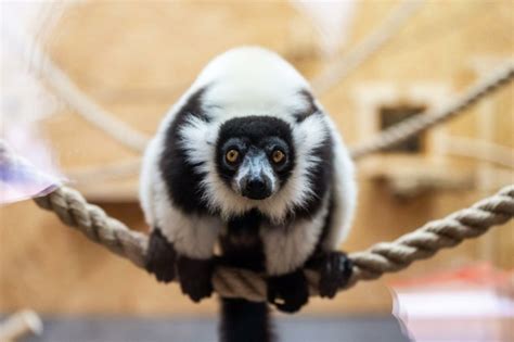 Gdańskie Zoo Przywitało Nowych Mieszkańców Lemury Wari Zamieszkają W