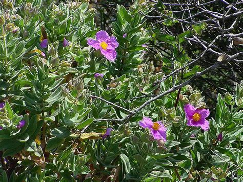 Cistus Albidus Web Page Navigation Grey Leaved Cistus White Leaved