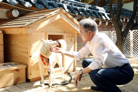 김정은 선물 풍산개 새끼 6마리 낳았다 문대통령 큰 행운 남북관계 이와 같기만을