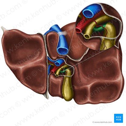 Cystic duct: Anatomy and function | Kenhub