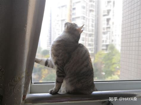 养猫第③步新手养猫要准备什么？ 知乎