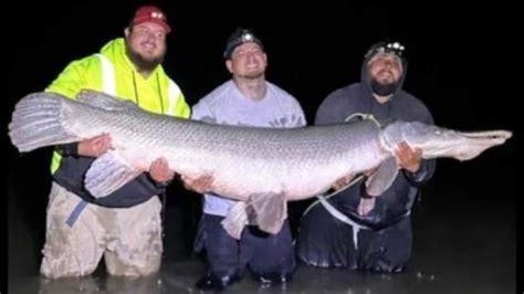 Record alligator gar caught at Choke Canyon Reservoir