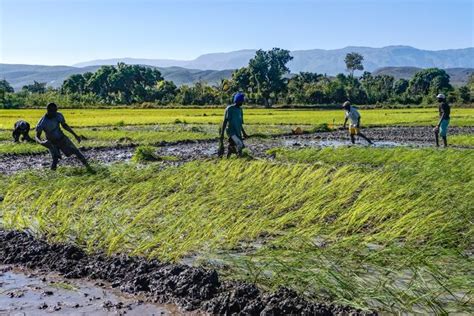 Haitis Rice Farmers With Government Help Hope They Can Feed Their Nation