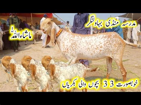 Chak Madrasa Bakra Mandi Mein Top Ki Bacchon Wali Bakriyan 2023 YouTube