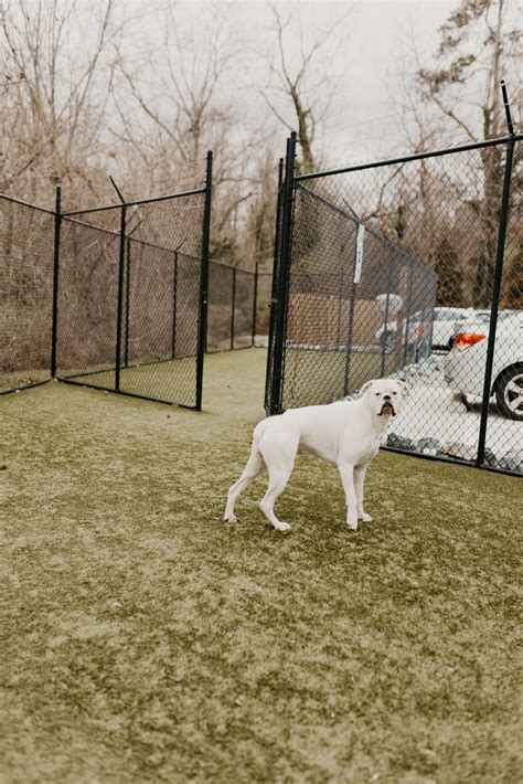 Pet Boarding In High Point Westchester Veterinary Hospital