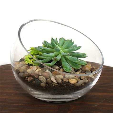 Cube Succulent Terrarium Kit