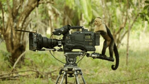 Come Realizzare Un Documentario Naturalistico Di Successo