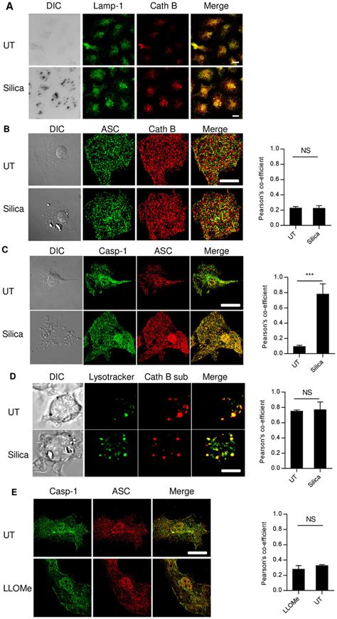 Lysosomal Damage Is Not Essential In Silica Mediated NLRP3 Activation