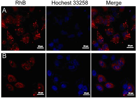 Clsm Images Of Cells Incubated With Ptx Loaded Nps Which Were Labeled