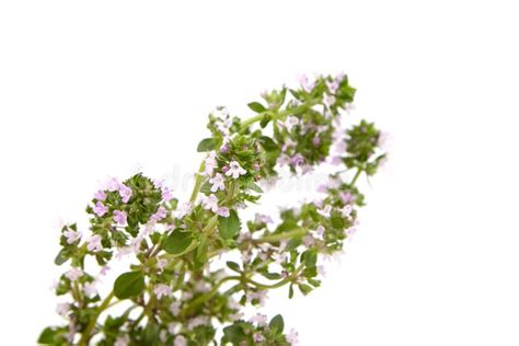 Thyme Plant Flowers Isolated On White Background Thyme Herbal Tea