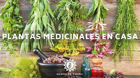 La Mejor Medicina Natural Que Debes Tener En Casa Plantas Medicinales