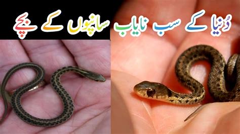 Cute Snake Baby Moste Beautyful Snake Babys In The World YouTube