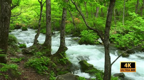 K Forest Mountain Stream Flowing Water Sound Of River White Noise