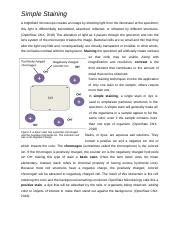 Simple Stain Lab Docx Simple Staining A Brightfield Microscope