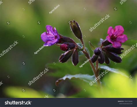 Beautiful Suffolk Lungwort Pulmonaria Obscura Medicinal Stock Photo