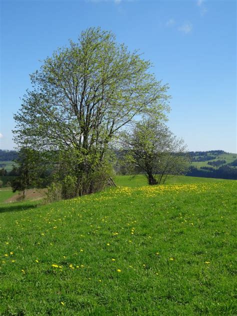 Free Images Landscape Tree Nature Horizon Cloud Sky Field Lawn