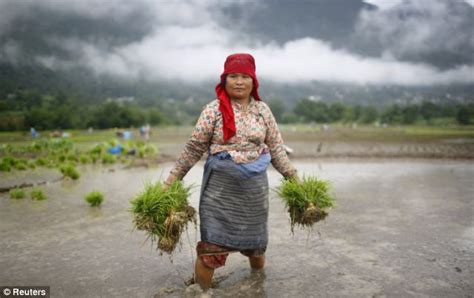 Rice Weather For It Paddy Field Workers Smile In Monsoon Rains As