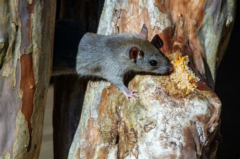 Sch Dlingsbek Mpfung Im Rhein Main Gebiet Asv Pest Control Gmbh